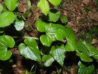 Tamus communis 38, Saxifraga-Rutger Barendse