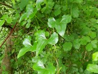 Tamus communis 39, Saxifraga-Rutger Barendse