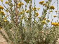 Tanacetum annuum 5, Saxifraga-Ed Stikvoort