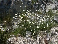 Tanacetum cinerariifolium 2, Saxifraga-Jasenka Topic
