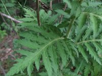 Tanacetum macrophyllum 3, Saxifraga-Rutger Barendse