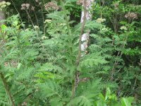 Tanacetum macrophyllum 6, Saxifraga-Rutger Barendse