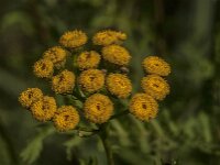 Tanacetum vulgare 46, Boerenwormkruid, Saxifraga-Jan van der Straaten