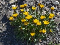Taraxacum alpinum 1, Saxifraga-Harry Jans