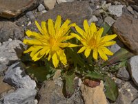 Taraxacum alpinum 2, Saxifraga-Harry Jans