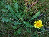 Taraxacum officinale 39, Paardenbloem, Saxifraga-Ab H Baas