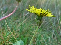 Taraxacum officinale 40, Paardenbloem, Saxifraga-Ab H Baas