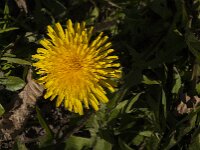 Taraxacum officinale 94, Paardenbloem, Saxifraga-Jan van der Straaten