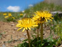 Taraxacum stevenii 2, Saxifraga-Ed Stikvoort