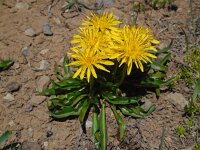 Taraxacum stevenii 3, Saxifraga-Ed Stikvoort