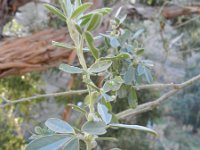 Teline rosmarinifolia 1, Saxifraga-Rutger Barendse