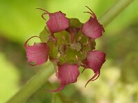 Tellima grandiflora 4, Franjekelk, Saxifraga-Ab H Baas