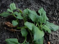 Tetragonia tetragonioides