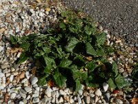 Tetragonia tetragonoides 4, Nieuw-Zeelandse spinazie, Saxifraga-Ed Stikvoort : A900