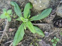 Tetragonia tetragonoides 9, Nieuwzeelandse spinazie, Saxifraga-Rutger Barendse