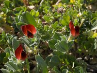 Tetragonolobus purpureus 10, Saxifraga-Willem van Kruijsbergen