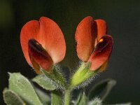 Tetragonolobus purpureus 11, Saxifraga-Jan van der Straaten