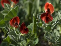 Tetragonolobus purpureus 12, Saxifraga-Willem van Kruijsbergen