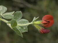 Tetragonolobus purpureus 13, Saxifraga-Jan van der Straaten