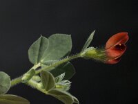 Tetragonolobus purpureus 14, Saxifraga-Willem van Kruijsbergen
