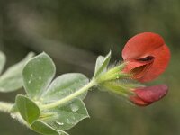 Tetragonolobus purpureus 15, Saxifraga-Jan van der Straaten