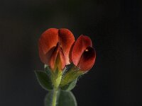 Tetragonolobus purpureus 16, Saxifraga-Willem van Kruijsbergen