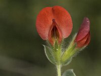 Tetragonolobus purpureus 17, Saxifraga-Jan van der Straaten