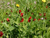 Tetragonolobus purpureus 18, Saxifraga-Peter Meininger