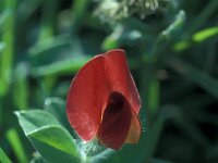 Tetragonolobus purpureus 2, Saxifraga-Jan van der Straaten