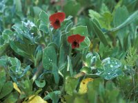 Tetragonolobus purpureus 3, Saxifraga-Iñigo Sanchez