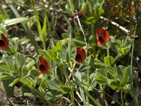 Tetragonolobus purpureus 4, Saxifraga-Willem van Kruijsbergen