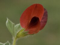 Tetragonolobus purpureus 5, Saxifraga-Willem van Kruijsbergen