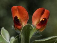 Tetragonolobus purpureus 6, Saxifraga-Willem van Kruijsbergen