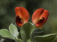 Tetragonolobus purpureus 7, Saxifraga-Willem van Kruijsbergen