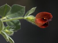 Tetragonolobus purpureus 8, Saxifraga-Willem van Kruijsbergen