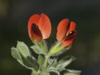 Tetragonolobus purpureus 9, Saxifraga-Jan van der Straaten