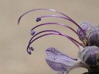 Teucrium aroanium 2. Saxifraga-Luuk Vermeer