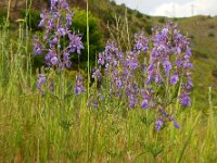 Teucrium orientale 3, Saxifraga-Ed Stikvoort
