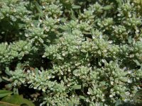 Teucrium polium 10, Saxifraga-Ed Stikvoort