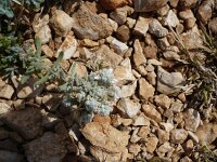 Teucrium polium 3, Saxifraga-Jasenka Topic