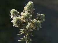 Teucrium polium 4, Saxifraga-Jan van der Straaten