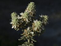 Teucrium polium 5, Saxifraga-Willem van Kruijsbergen