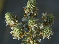 Teucrium polium 6, Saxifraga-Jan van der Straaten