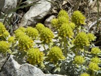 Teucrium polium 8, Saxifraga-Jan van der Straaten