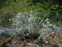 Teucrium polium 9, Saxifraga-Ed Stikvoort
