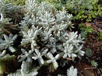 Teucrium polium ssp vicentinum 11, Saxifraga-Ed Stikvoort