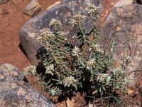 Teucrium polium ssp vicentinum 2, Saxifraga-Jan van der Straaten