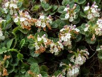 Teucrium pyrenaicum 15, Saxifraga-Ed Stikvoort : Refugio de Aliva - Sotres s9900