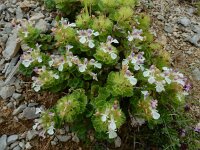 Teucrium pyrenaicum 16, Saxifraga-Ed Stikvoort : Poncebos - Cordiñanes de Valdeón s9900