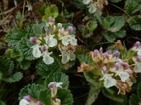 Teucrium pyrenaicum 17, Saxifraga-Ed Stikvoort : Refugio de Aliva - Sotres s9900